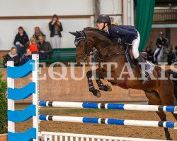 jumper Quixx F (Hanoverian, 2012, from Quality 9)