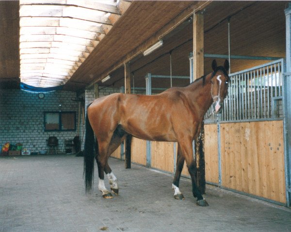 horse Lantus (Oldenburg, 1995, from Landsieger I)