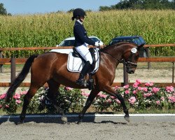 broodmare Finia Rose (Hanoverian, 2015, from Finest)