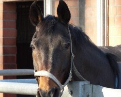 horse Der kleine Prinz (Westphalian, 1989, from Damenstolz)