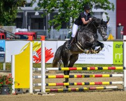 jumper White Lightning CH (Swiss Warmblood, 2017, from Lord Sinclair III)