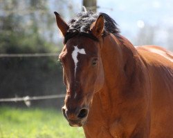 Pferd Grandeur d'Esprit (Westfale, 1996, von Gralshüter)