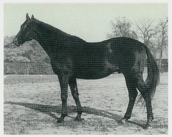 horse Sudan xx (Thoroughbred, 1959, from Nizam xx)