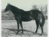 stallion Sudan xx (Thoroughbred, 1959, from Nizam xx)