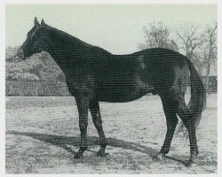 Deckhengst Sudan xx (Englisches Vollblut, 1959, von Nizam xx)