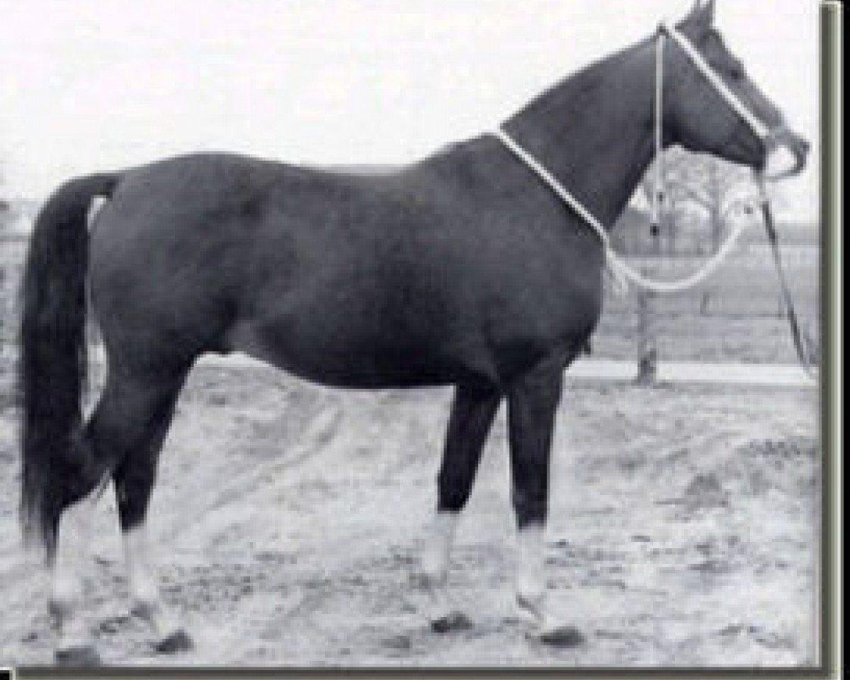 stallion Nalet 1967 ox (Arabian purebred, 1967, from Arax 1952 ox)