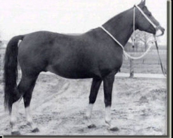 Deckhengst Nalet 1967 ox (Vollblutaraber, 1967, von Arax 1952 ox)