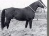 Pferd Nalet 1967 ox (Vollblutaraber, 1967, von Arax 1952 ox)