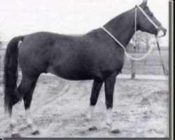 Deckhengst Nalet 1967 ox (Vollblutaraber, 1967, von Arax 1952 ox)