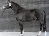 stallion Nante I (German Riding Pony, 1972, from Nalet 1967 ox)