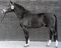 stallion Nante I (German Riding Pony, 1972, from Nalet 1967 ox)