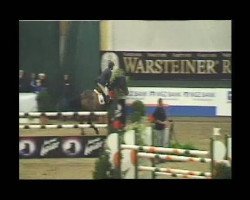 stallion Navaro (Haflinger, 1994, from Nastral)