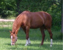 broodmare Perle (Westphalian, 1996, from Phoenix)