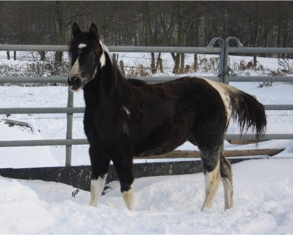 Pferd Mount N Cita (Paint Horse, 2010, von Doc O Mount)