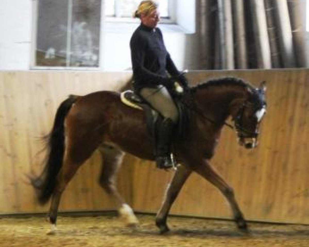 jumper Promise Shutterfly (German Riding Pony, 2007, from Sir Charles)