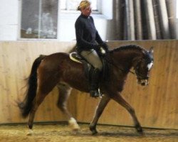 jumper Promise Shutterfly (German Riding Pony, 2007, from Sir Charles)