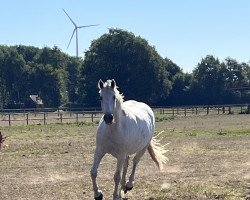 broodmare Claire 166 (Westphalian, 2012, from Cornet Obolensky)