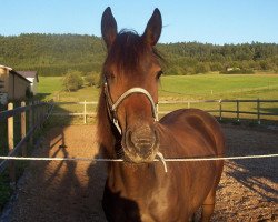 broodmare Dark Chocolate (Rhinelander, 2008, from Dynast)