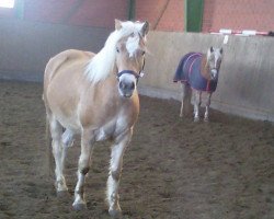 dressage horse Wallesko (Haflinger, 2006, from Almprinz)