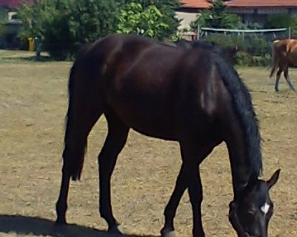 Zuchtstute Jurica (Deutsches Sportpferd, 2009, von Juventus)