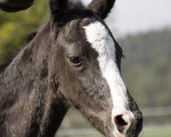 broodmare SN Penelope (Hanoverian, 2011, from Christ)