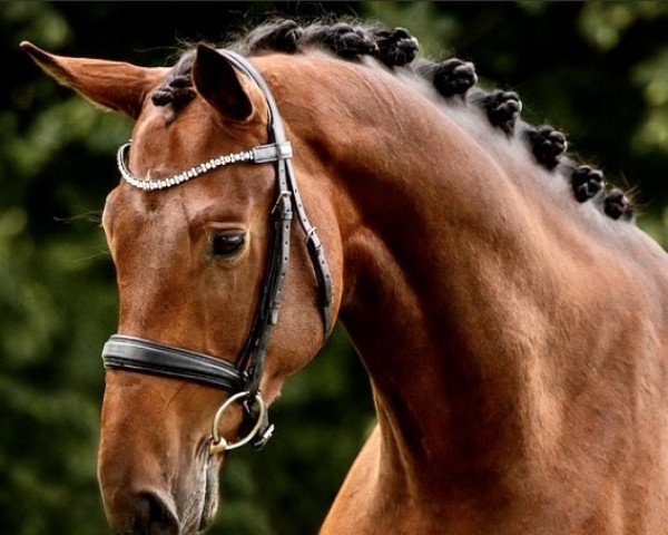 dressage horse Lawson (Rhinelander, 2018, from Lord Loxley I)