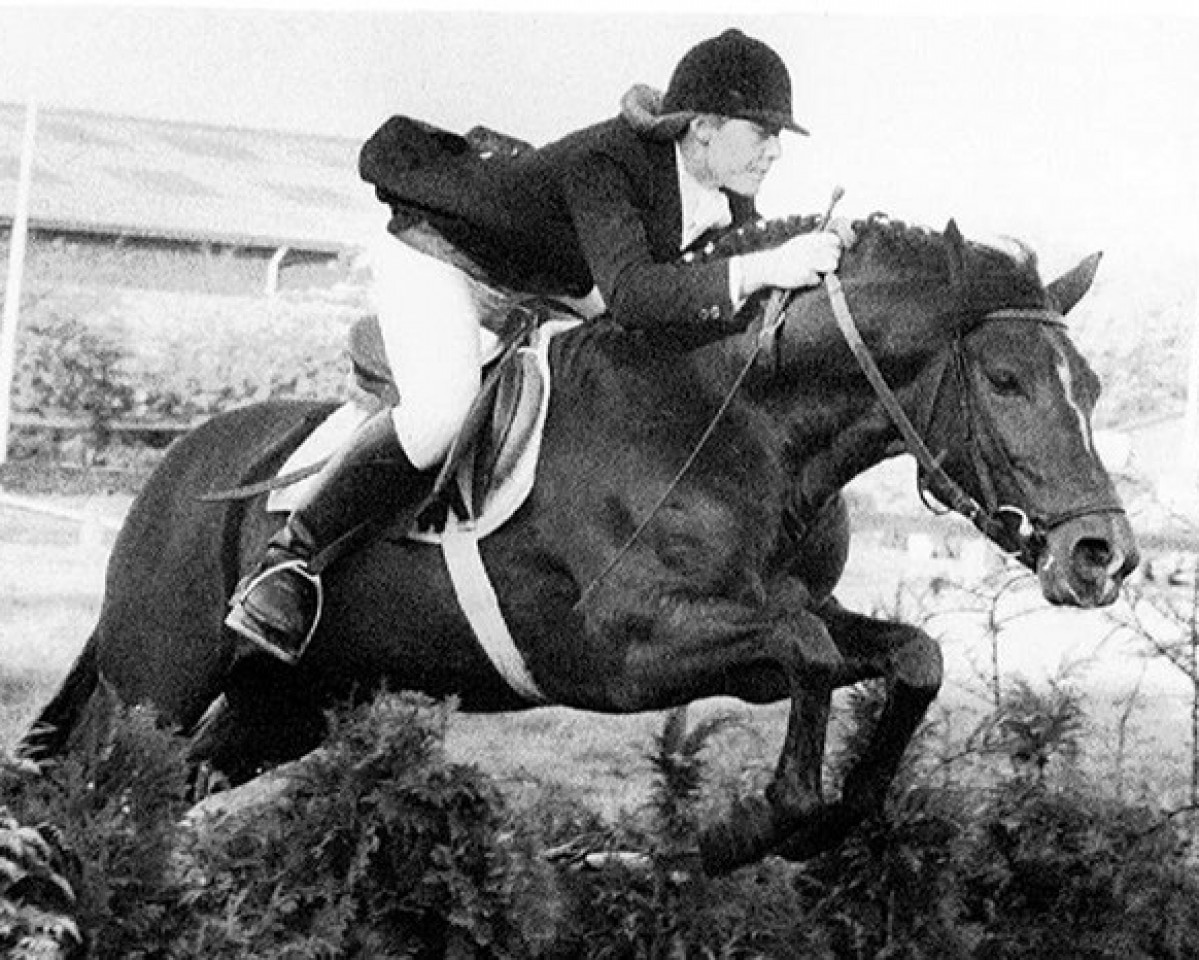 stallion Priory Prickle (New Forest Pony, 1978, from Tomatin Golden Gorse)