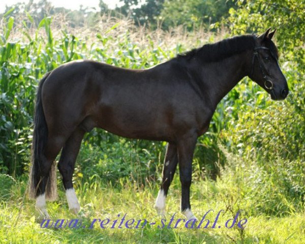 Springpferd Moorhill's Matador (New-Forest-Pony, 2006, von Major)