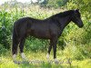 jumper Moorhill's Matador (New Forest Pony, 2006, from Major)