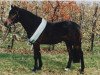 stallion Power Star B (German Riding Pony, 1990, from Power Boy)