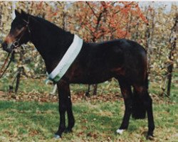 stallion Power Star B (German Riding Pony, 1990, from Power Boy)