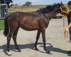 Pferd Nobel Star Nike (Österreichisches Warmblut, 2010, von Nimrod B)