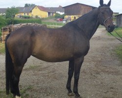 broodmare Zuckerpuppe (Hanoverian, 2000, from Zacharias)