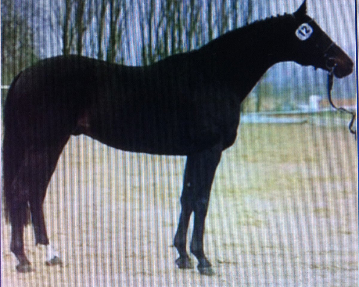 stallion Oglio xx (Thoroughbred, 1981, from Athenagoras xx)