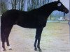 stallion Oglio xx (Thoroughbred, 1981, from Athenagoras xx)