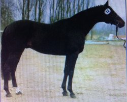 stallion Oglio xx (Thoroughbred, 1981, from Athenagoras xx)