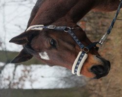 Springpferd Aimée (Hannoveraner, 1997, von Chablis)