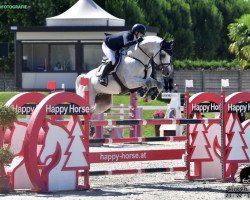 stallion Calcio 2 (Oldenburg show jumper, 2011, from Calico 8)