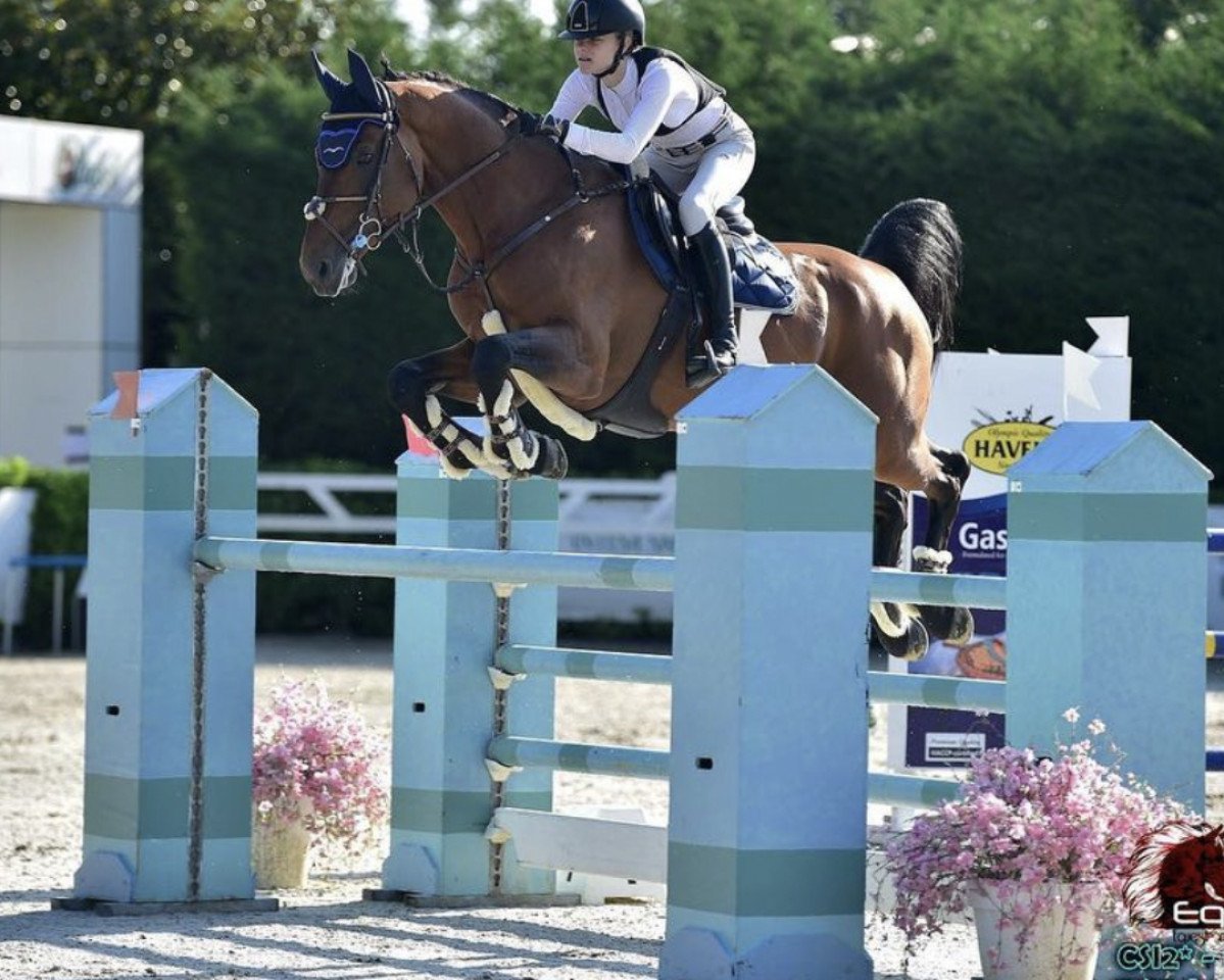 stallion Dicapo (KWPN (Royal Dutch Sporthorse), 2009, from Diamant de Semilly)