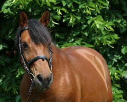 jumper Pride 12 (KWPN (Royal Dutch Sporthorse), 2003)