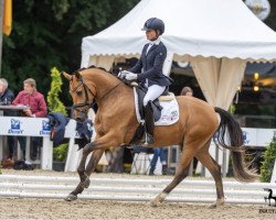 dressage horse Steendieks Discovery (German Riding Pony, 2016, from Steendiek's FS Dali)