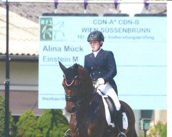 dressage horse Einstein M (Westphalian, 2006, from Ehrentusch)