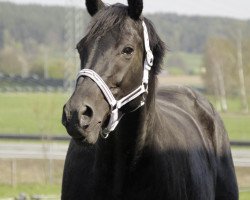 broodmare Petite Fleur (Bavarian, 1999, from Louidor)