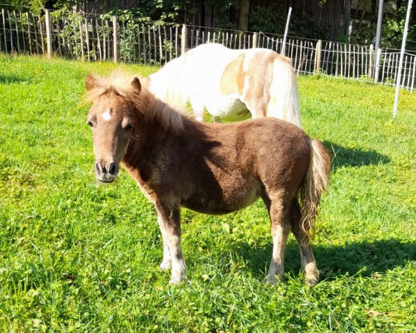 Pferd Prosecco aus dem Meisental (Shetland Pony (unter 87 cm), 2022, von Eddy von der Pumpermühle)