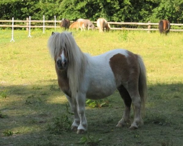 Zuchtstute Picola (Shetland Pony, 2007, von Picolo)