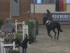 jumper Enjoy 64 (Hanoverian, 1998, from Erbherzog)