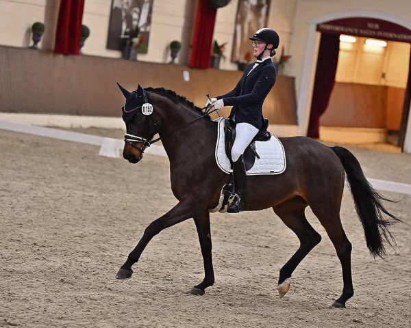 dressage horse Feingold 61 (Hanoverian, 2015, from Finest)