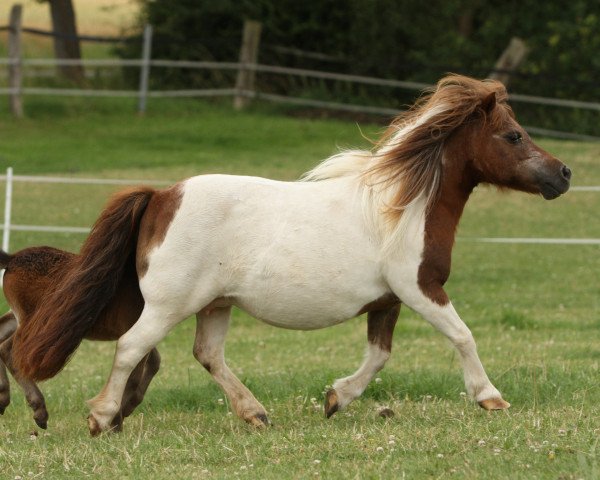 Zuchtstute Vera van stal zegwaard (Shetland Pony (unter 87 cm), 2004, von Bulkgwyn Apache)