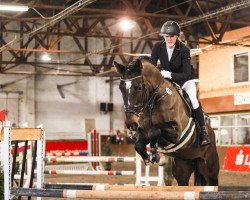 dressage horse Donna 881 (Westphalian, 2017, from Diarado)