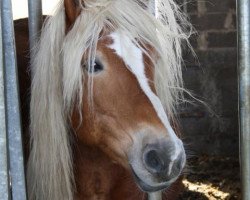 horse Steinway (3,125% ox) (Edelbluthaflinger, 1998, from Steinach)